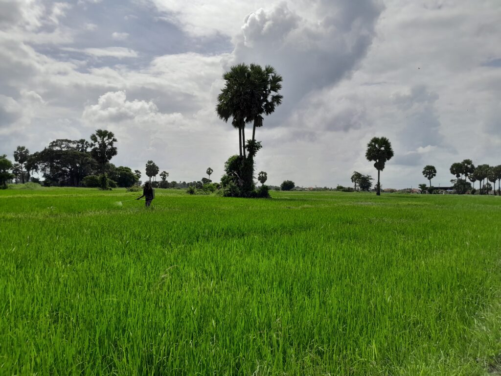 அழகான நெல் நிலப்பரப்புக்களை  கொண்ட முசலிப்பிரதேசம்